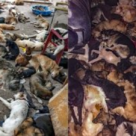 La pandemia desencadena apaleamientos brutales, envenenamientos y una hambruna entre los perros: "La situación es crítica"