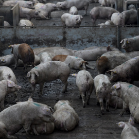 Granja industrial de Cerdos.AFP/Josep Lago