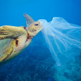 Una tortuga boba se acerca a una bolsa de plástico./WWF