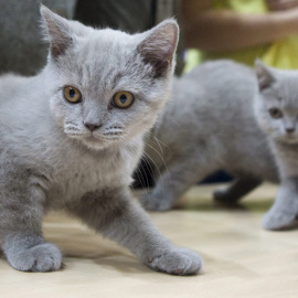 Una camada de gatos. - EFE