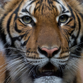 Nadia, una tigresa malaya de cuatro años del zoológico del Bronx, Nueva York (EEUU). REUTERS