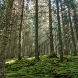 Los satélites detectan un brusco aumento de la explotación forestal en Europa