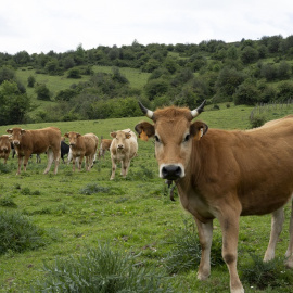 Rebaño de vacas en los pastos comunales. GEMA RODRIGO