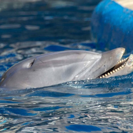 Delfín en cautividad maltratado en el Zoo Aquarium de Madrid. Sea Shepherd