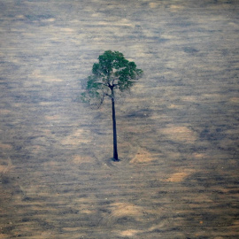 Un único árbol resiste en pie después de un proceso de deforestación. Reuters/Bruno Kelly