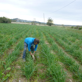 Un pagès de l'Alt Camp, arrencant calçots en l'inici de la temporada de calçotades. Cambra de Comerç de Valls / ACN