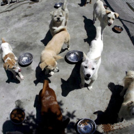 Perros y gatos sin dueño en un centro. EFE