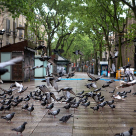 Las Ramblas vacías