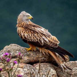 El incremento del envenenamiento de milanos reales en cada localidad disminuye la población reproductora de la especie y aumenta su riesgo de extinción local. / Ignacio Ferre