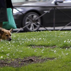 Detectives para vigilar la recogida de excrementos de mascotas. EFE