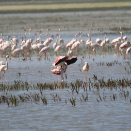 Flamencos. /PIXABAY