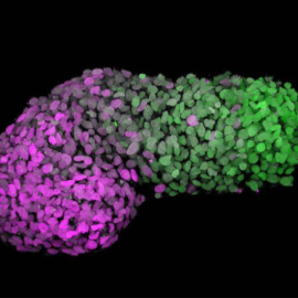 Gastruloide humano 72h después de la agregación. El verde marca la parte posterior, similar al extremo de la cola de un embrión (CDX2); y el magenta marca la parte anterior, similar a las células del corazón en desarrollo (GATA6). / SINC- Naomi Moris