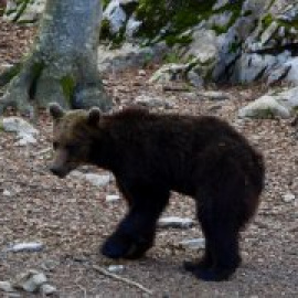 Els últims dies de l'ós Goiat al Pirineu