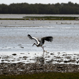 Una cigüeña blanca vuela de un pantano en el parque nacional de Donana en Huelva. AFP/Cristina Quicler