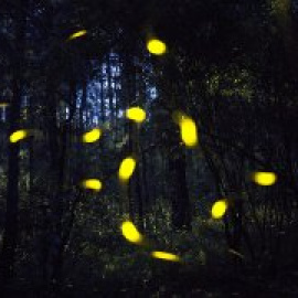 Contaminación lumínica, la peligrosa luz que amenaza la biodiversidad