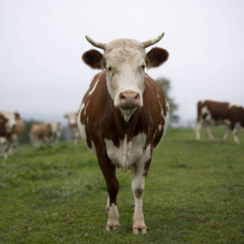 Vacas en un prado, en una imagen de archivo. / EFE