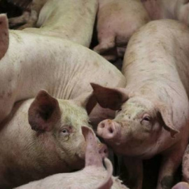 Un grupo de cerdos en una granja. REUTERS