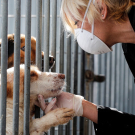 Una mujer protegida con guantes y mascarilla acaricia uno de los perros que se encuentran acogidos en las instalaciones de la perrera Ribamontes de Cheste, Valencia. EFE