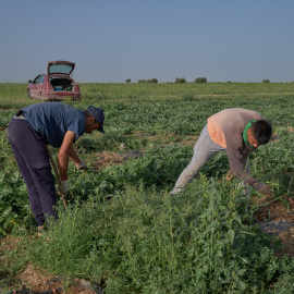 Dos agricultores recogen los frutos, a 20 de julio de 2023, en Alcázar de San Juan, Ciudad Real, Castilla-La Mancha.