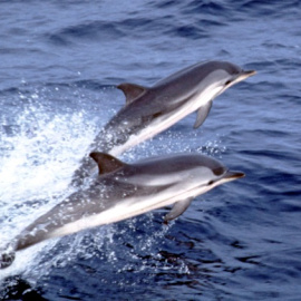 Delfines listados en el Mediterráneo.- A. AGUILAR/IRBIO-UB