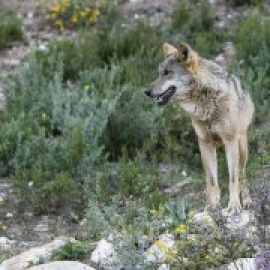 Matan a tiros a un lobezno de seis meses que participaba en un proyecto piloto de Madrid