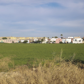 Arrozal en la Puebla del Río. A 13 de agosto de 2024. — Rocío Ruz / EUROPA PRESS