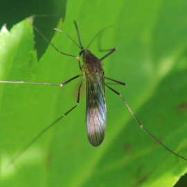 El mosquito Culex pipiens, principal vector del virus del Nilo Occidental junto al Culex perexiguus. / AfroBrazilian (Wikimedia)