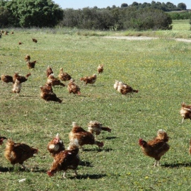 Gallinas en libertad. E.P.