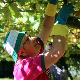 Una agricultora gallega vendimiando en Vilanova de Arousa. / Alba Tomé.