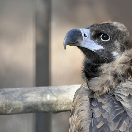 Buitre negro en el zoo de Jerez / Página web del Zoobotánico de Jerez