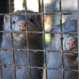 Entre los años 2007 y 2010 se produjeron varias sueltas de visones, de las que se acusó a activistas contra el maltrato animal.