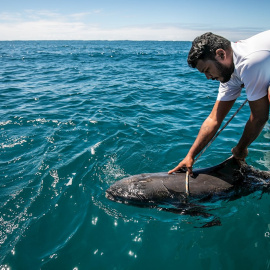 Un pescador recoge un delfín muerto en el Océano Índico frente a Grand Sable, Mauricio. EFE / EPA / LAURA MOROSOLI