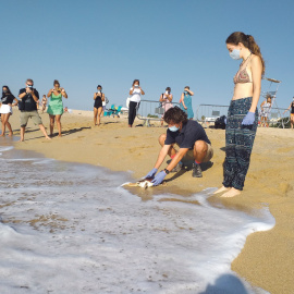 Tortugues que tornen al mar a la platja de Premià. GENERALITAT