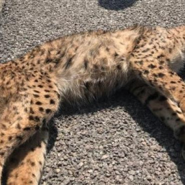 Lince atropellado. /Guardia Civil