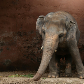 Kavaan se encuentra en su recinto en el zoológico de Marghazar en Islamabad. /Reuters