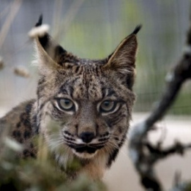 Imagen de archivo de un lince ibérico, especie en peligro de extinción. EFE