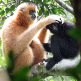 Gibón de Hainan (Nomascus hainanus) / Bosco Chan et al. / SINC