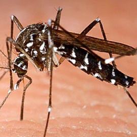 Mosquito tigre (Aedes albopictus)