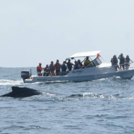 Liberada una ballena varada durante once horas en la costa de Ecuador.