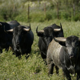 Toros de lidia en una finca de Portezuelo, España, el 24 de abril de 2020. REUTERS/Juan Medina