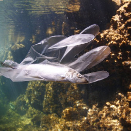 Más de un millón de toneladas de plástico se han acumulado ya en el mar Mediterráneo.