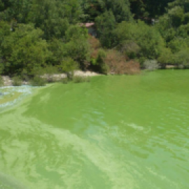 La Manga gallega está en As Conchas, el embalse de A Limia intoxicado por la ganadería intensiva que promueve Coren