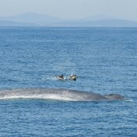 Las ballenas azules, gigantes del mar, vuelven a Galicia