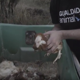 Fotograma del vídeo difundido por Igualdad Animal cuando recogen a Jane del contenedor.