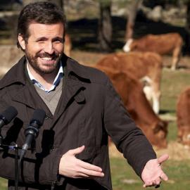 El presidente del Partido Popular, Pablo Casado, durante la visita a una explotación ganadera de extensivo en Las Navas del Marqúes (Ávila).- Raúl Sanchidrián / EFE 