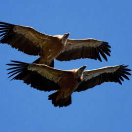 Cambio climático: Las aves mandan señales de emergencia desde el Estrecho. John Wright