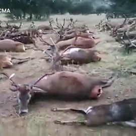 PACMA denuncia la matanza de miles de ciervos, gamos y corzos este fin de semana en Ciudad Real