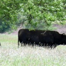 Las protestas consiguen aplazar la decisión de sacrificar a 180 vacas en Polonia