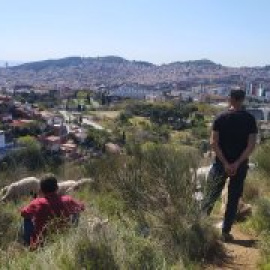 Collserola en mans de les cabres i les ovelles