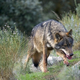 Cantabria, junto con Asturias, CyL y Galicia, rechaza aumentar la protección de lobo porque complicaría su adecuada gestión